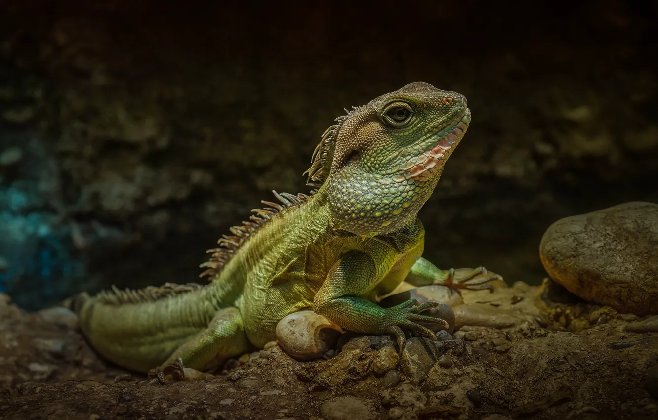 Фото обои камни, ящерица, игуана, рептилия