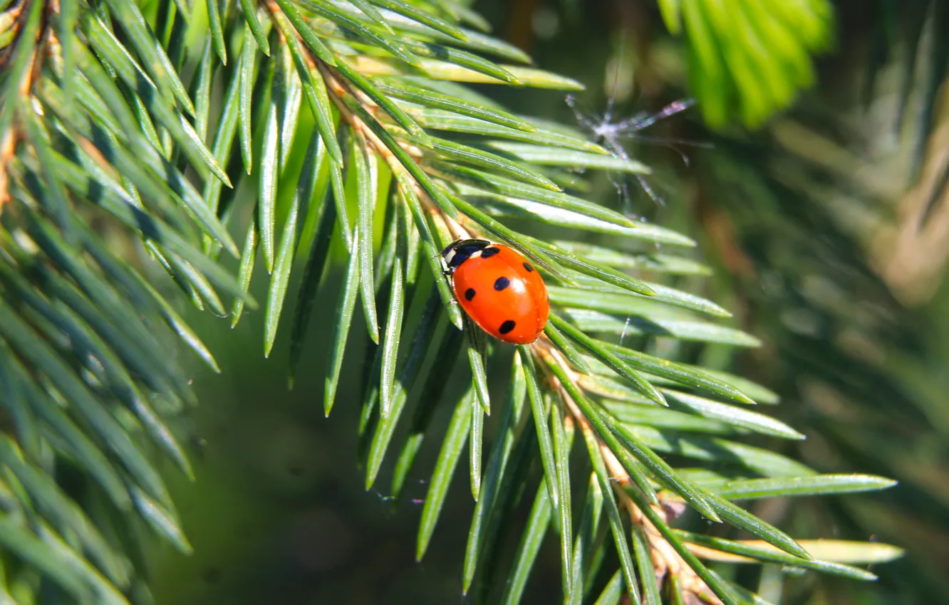 Фото обои red, insect, spruce, ladybird, twig