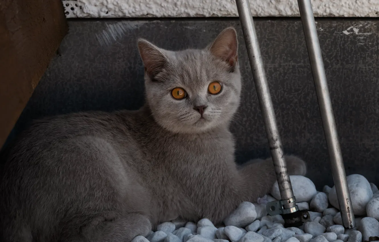 Фото обои кошка, кот, взгляд, морда, металл, трубы, поза, камни