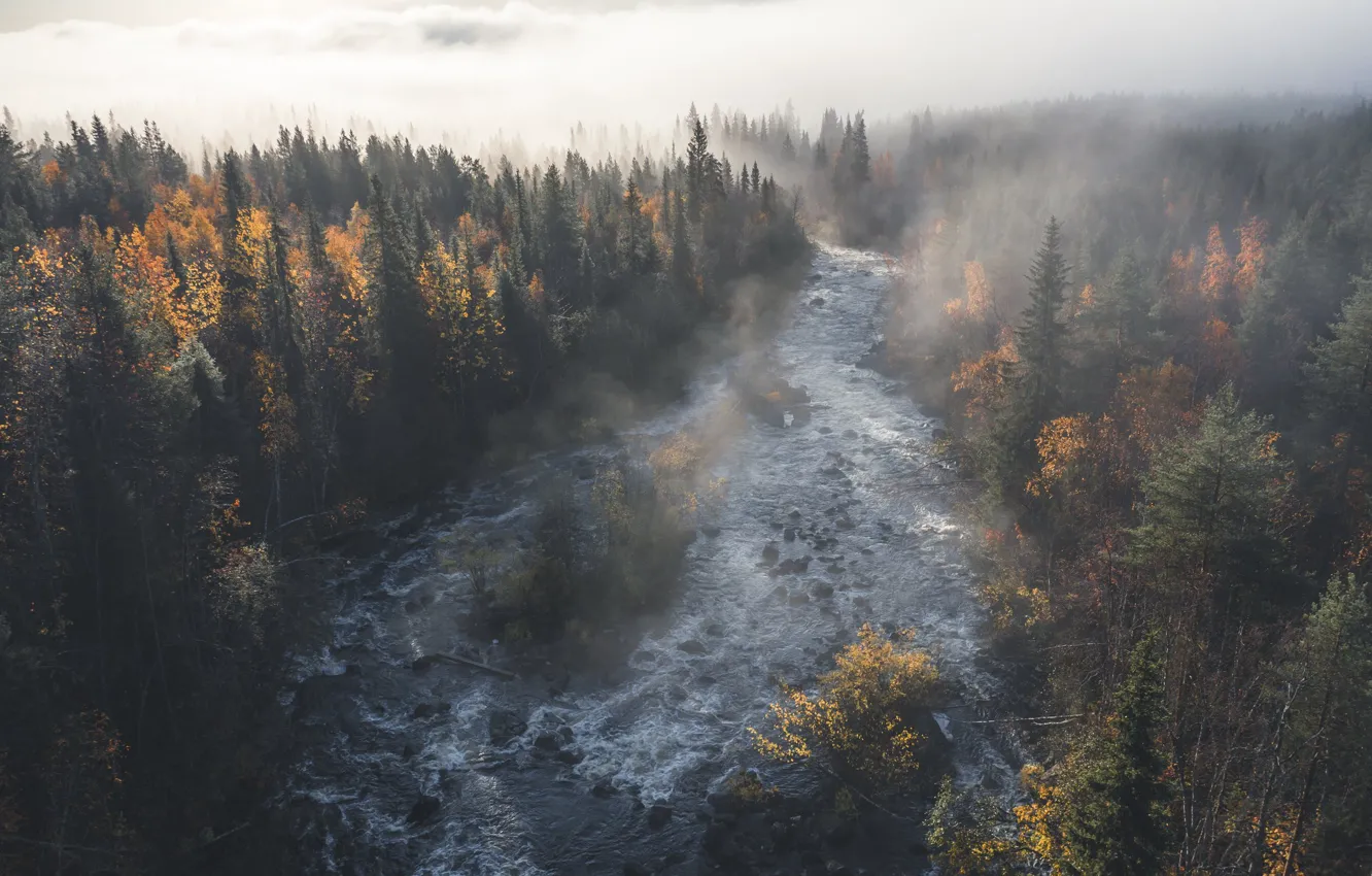 Фото обои лес, вода, деревья, туман, река, течение