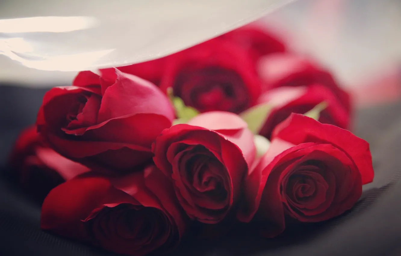 Фото обои цветы, букет, Розы, красные бутоны