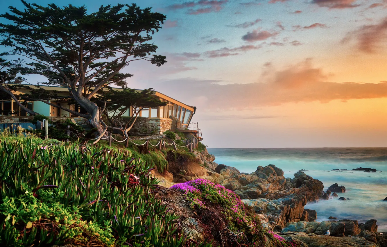 Фото обои пейзаж, природа, камни, дерево, океан, берег, растительность, США