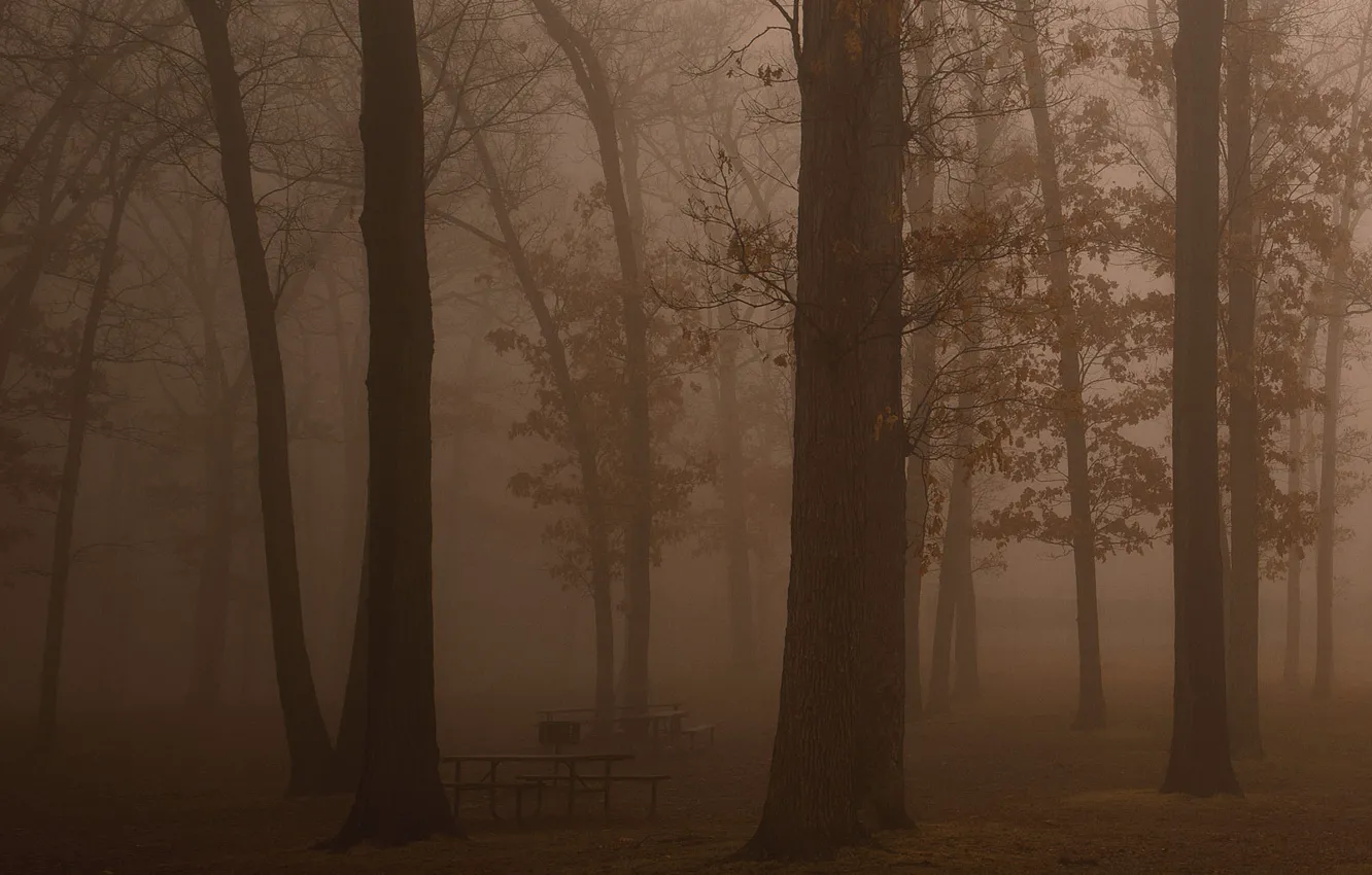 Фото обои лес, свобода, деревья, свежесть, туман, темнота, отдых, красота