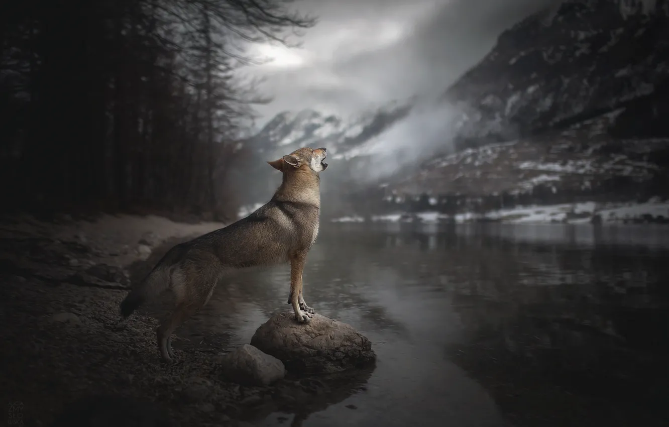 Фото обои горы, река, собака, вой, Voice of Wilderness