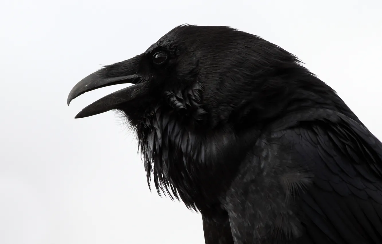 Фото обои Ворон, смотрит, the, Raven, &ampquot;Nevermore&ampquot;, &ampquot;Quoth
