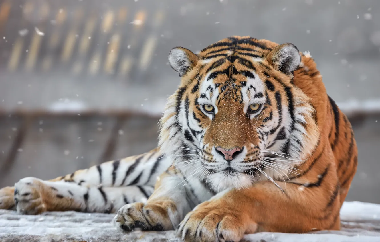 Фото обои взгляд, морда, портрет, хищник, дикая кошка, Амурский тигр