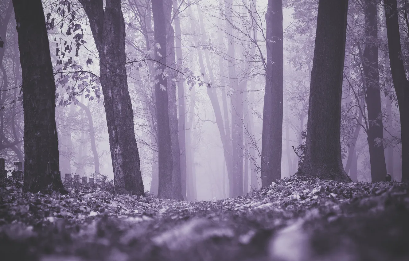 Фото обои осень, лес, листья, деревья, туман, кресты, могилы, кладбища