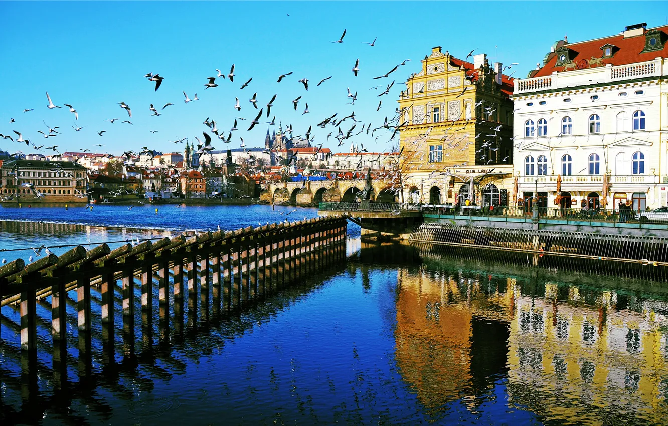 Фото обои птицы, река, дома, Прага, Чехия, Влтава