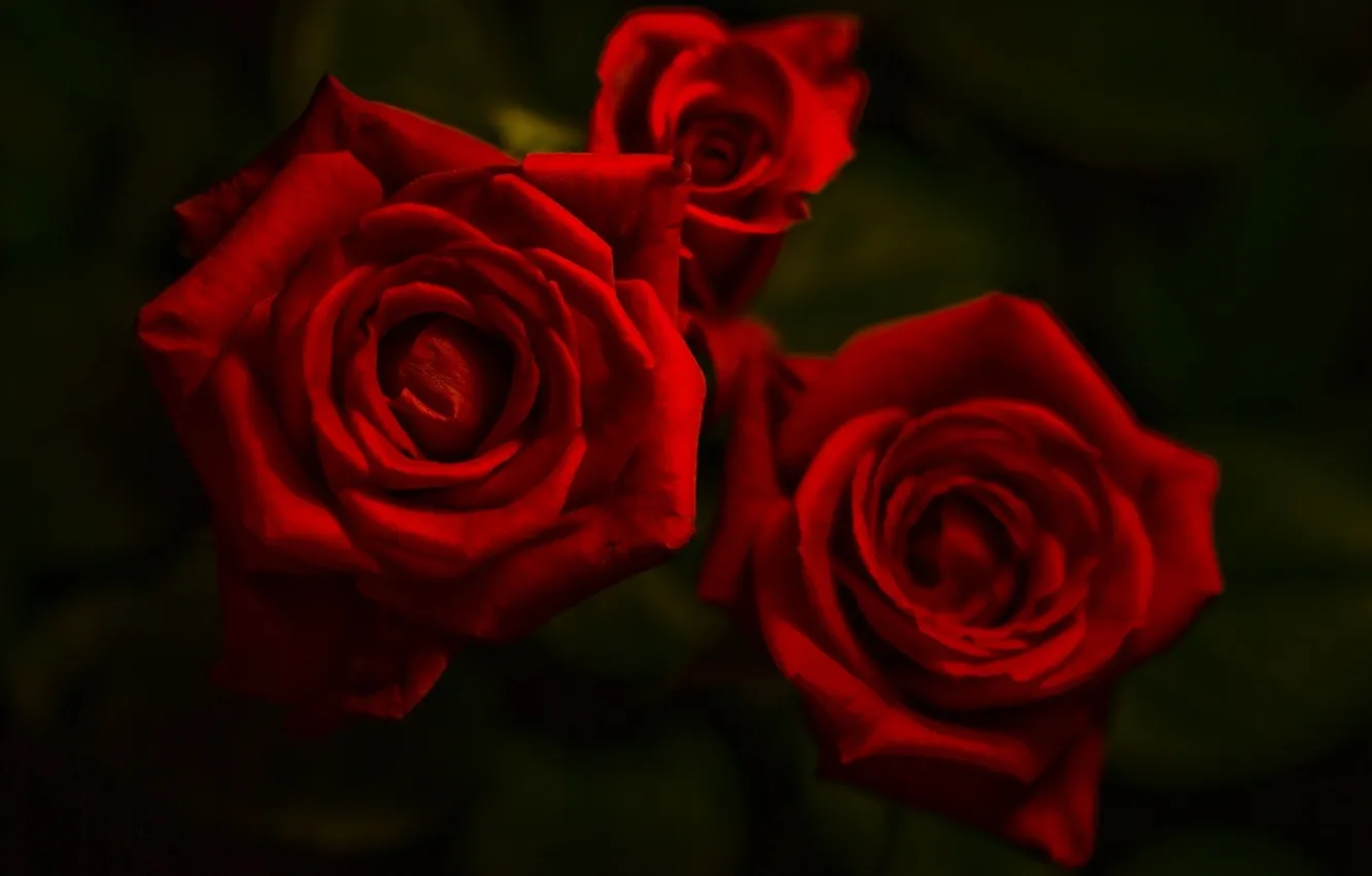 Фото обои цветы, Роза, черный фон