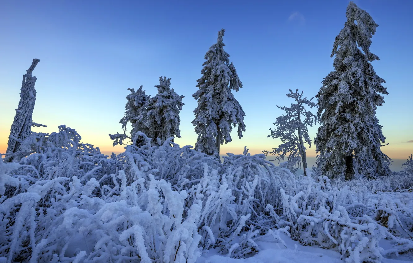 Фото обои зима, снег, деревья, пейзаж