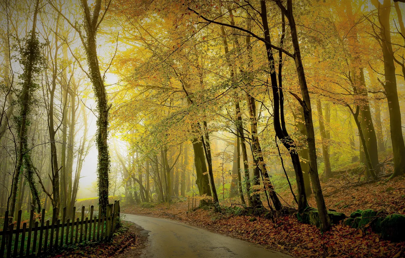 Фото обои дорога, осень, лес, свет, деревья, ветки, туман, парк