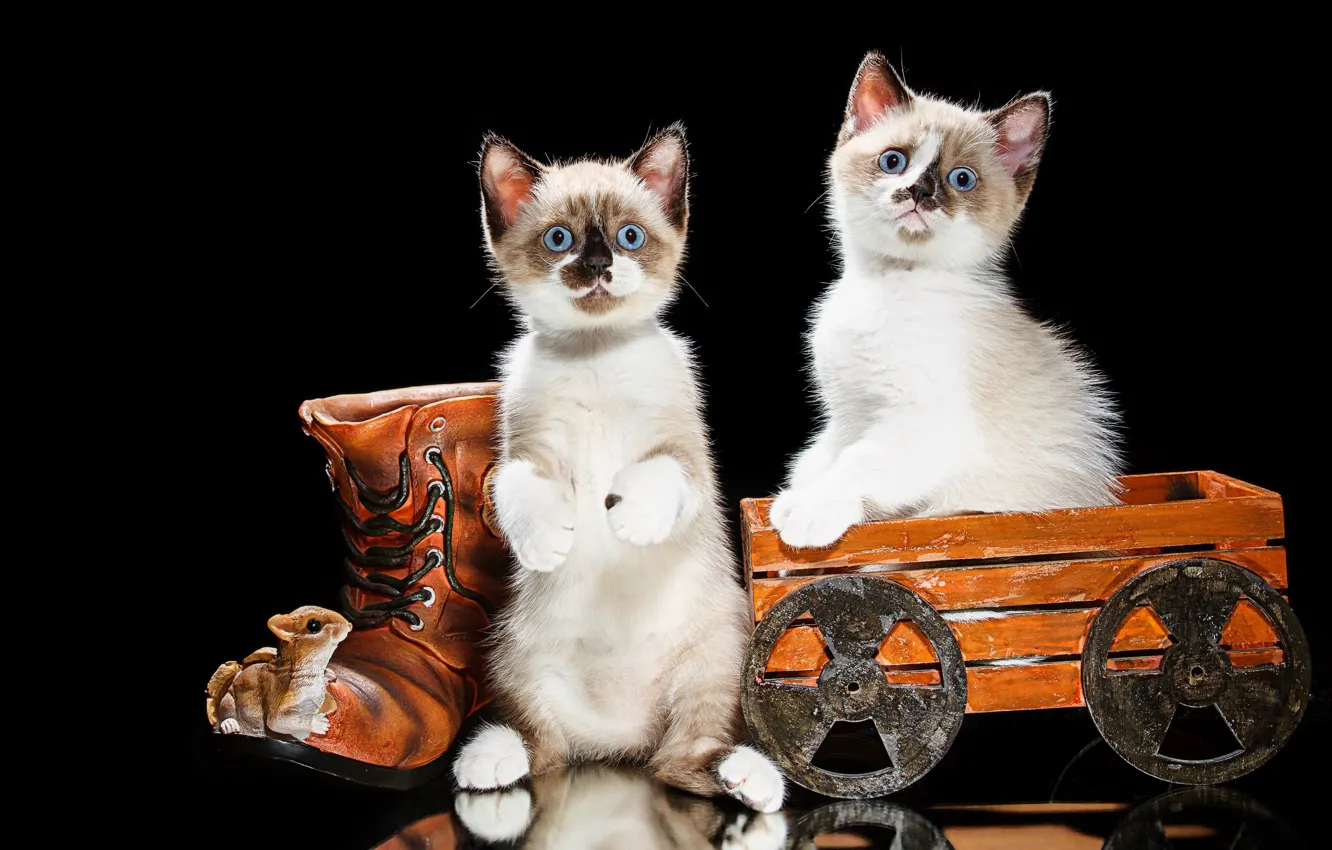 Фото обои котята, тележка, парочка, чёрный фон, стойка, ботинок, Наталья Ляйс, Скоттиш-страйт