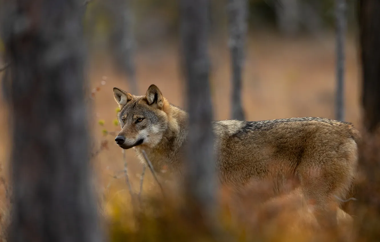 Фото обои fantasy, nature, art, snow, predator, face, animal, wolf