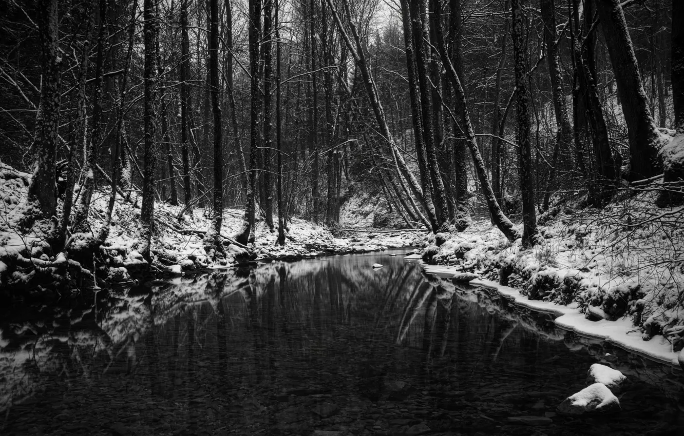 Фото обои зима, лес, водоём, чёрно-бело