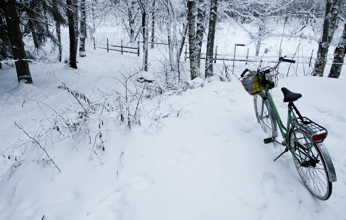 Фото обои прогулка, Велосипед, зимний лес
