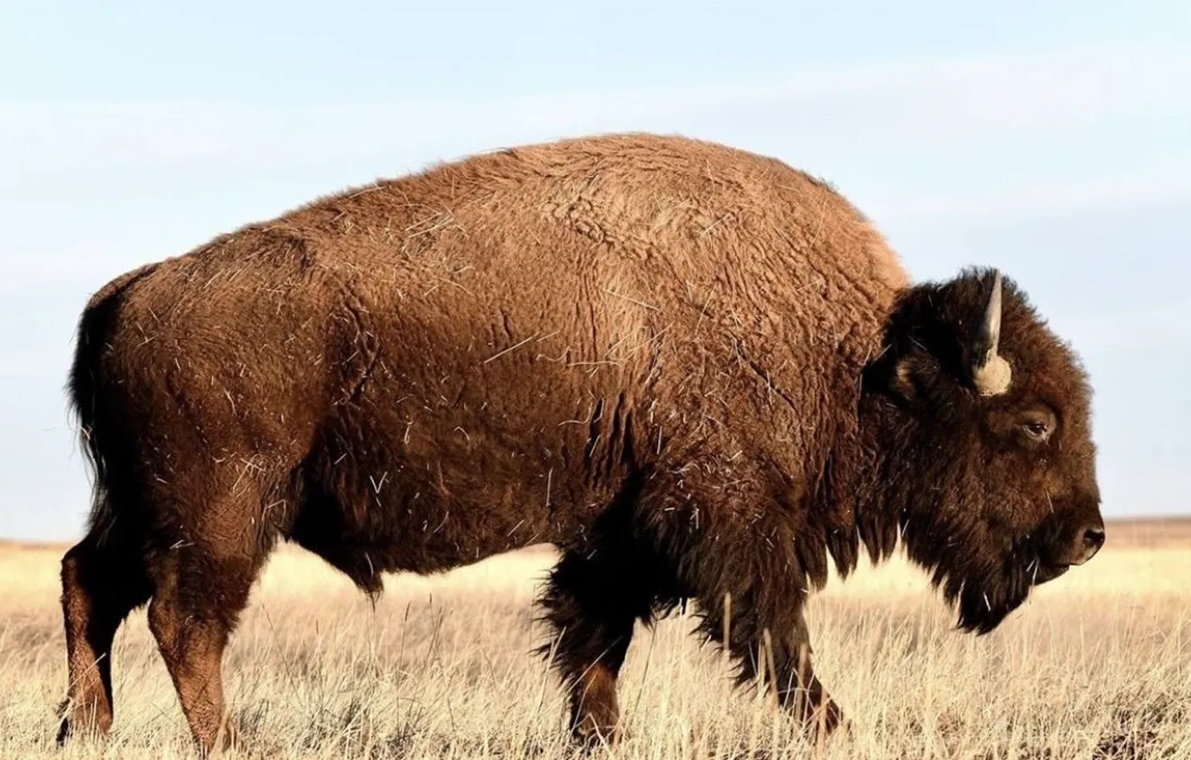 Фото обои usa, canada, animal, wildlife, bison