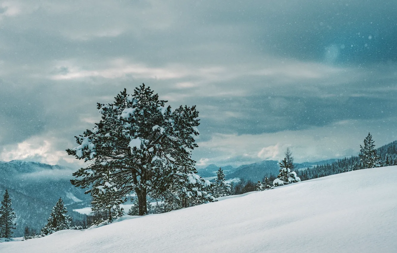 Фото обои зима, снег, дерево, winter, snow, tree
