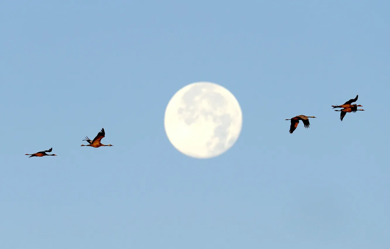 Фото обои птицы, Германия, Луна, полнолуние, Мекленбург-Передняя Померания