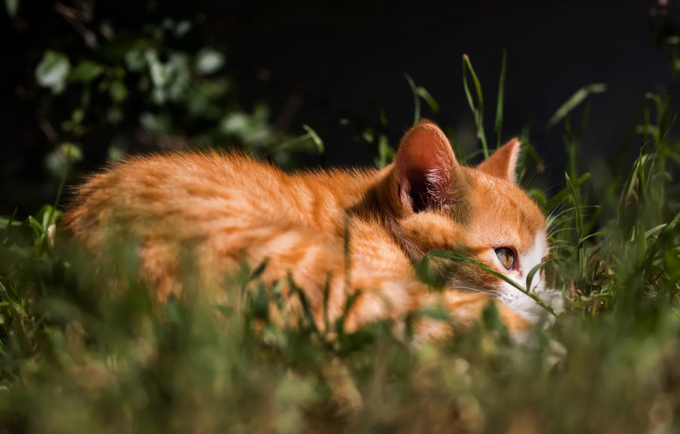 Фото обои кошка, трава, взгляд, свет, котенок, рыжий, лежит, котёнок