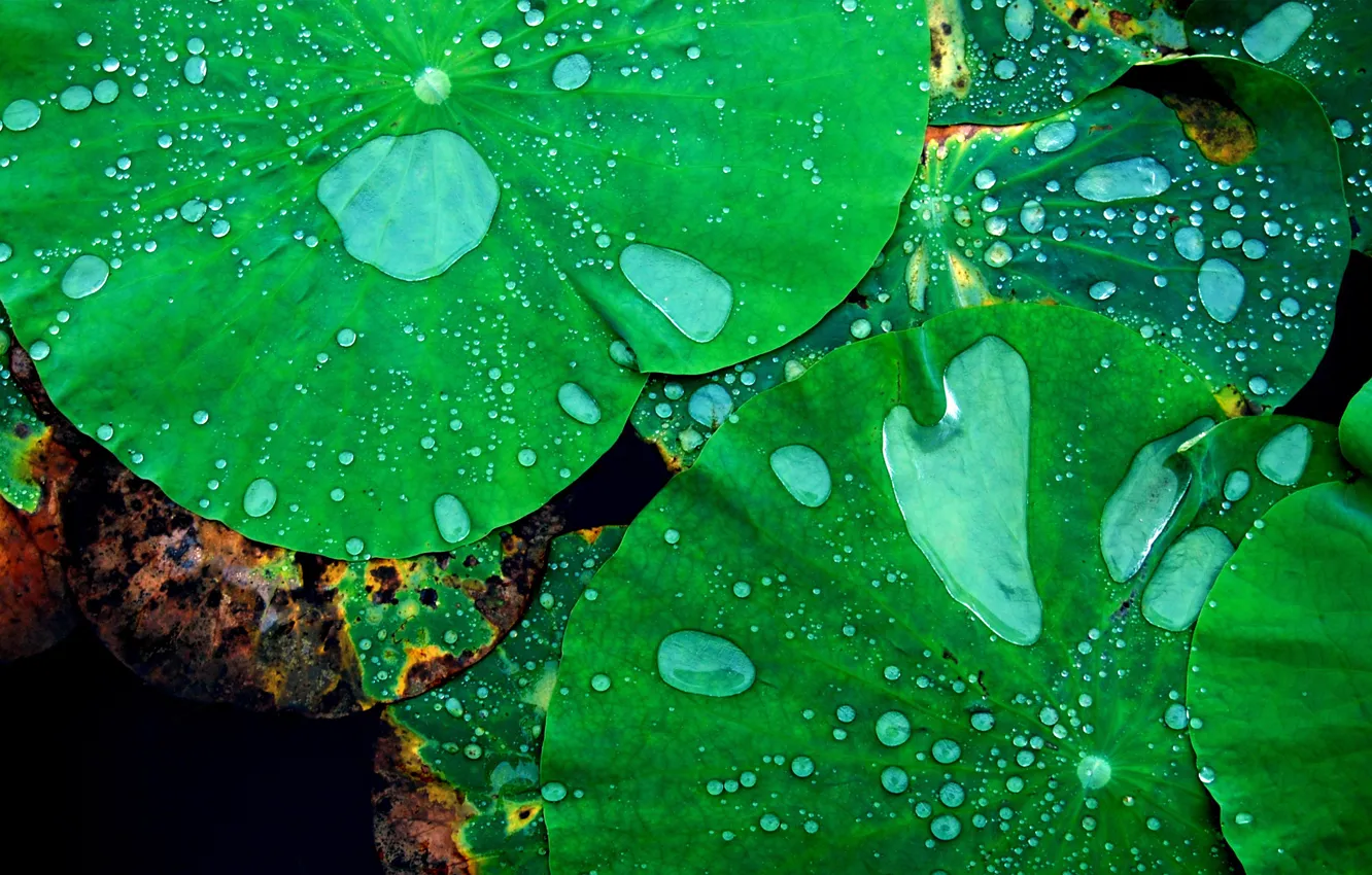 Фото обои вода, капли, лист