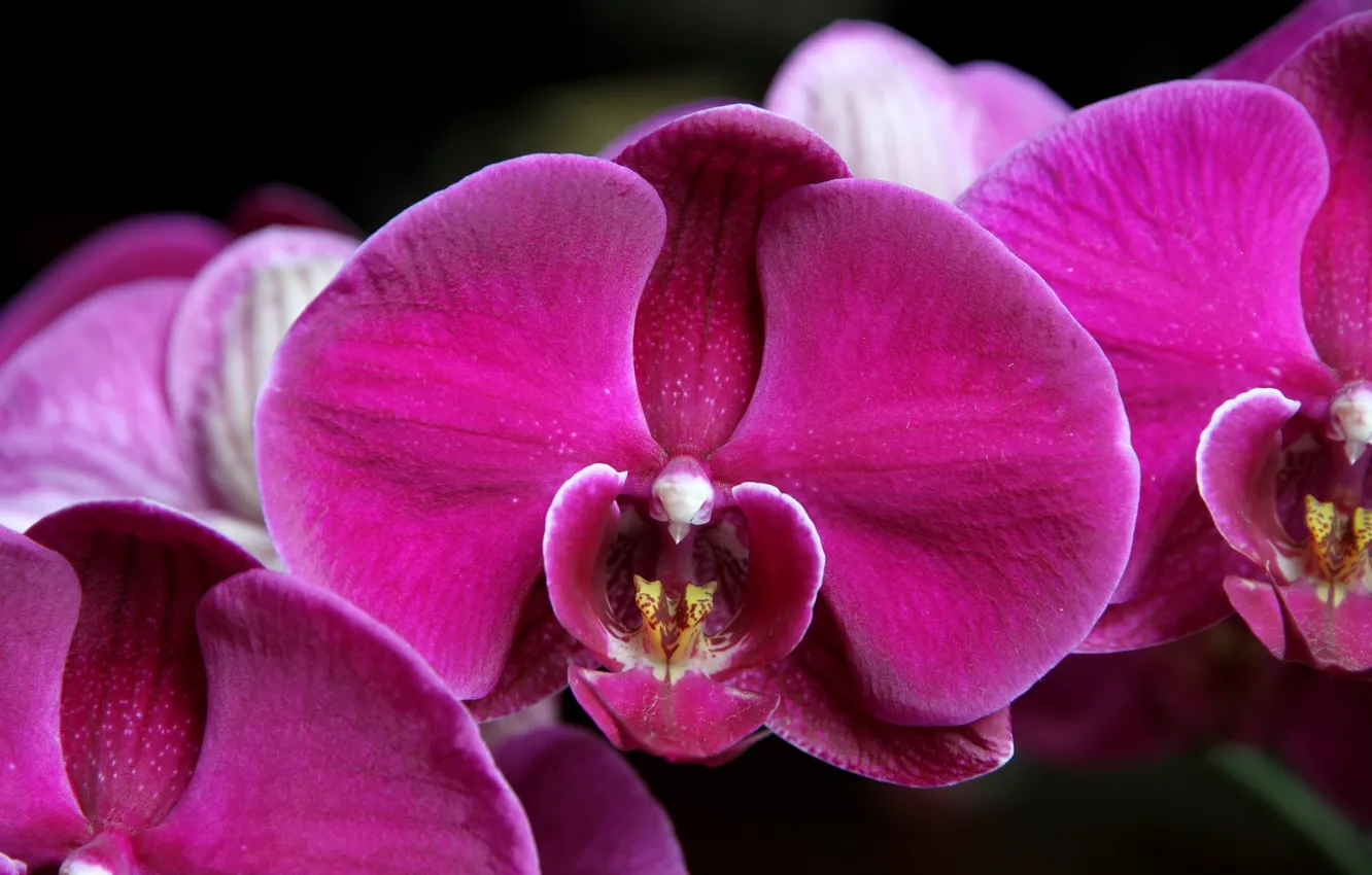 Фото обои макро, лепестки, орхидея, малиновый