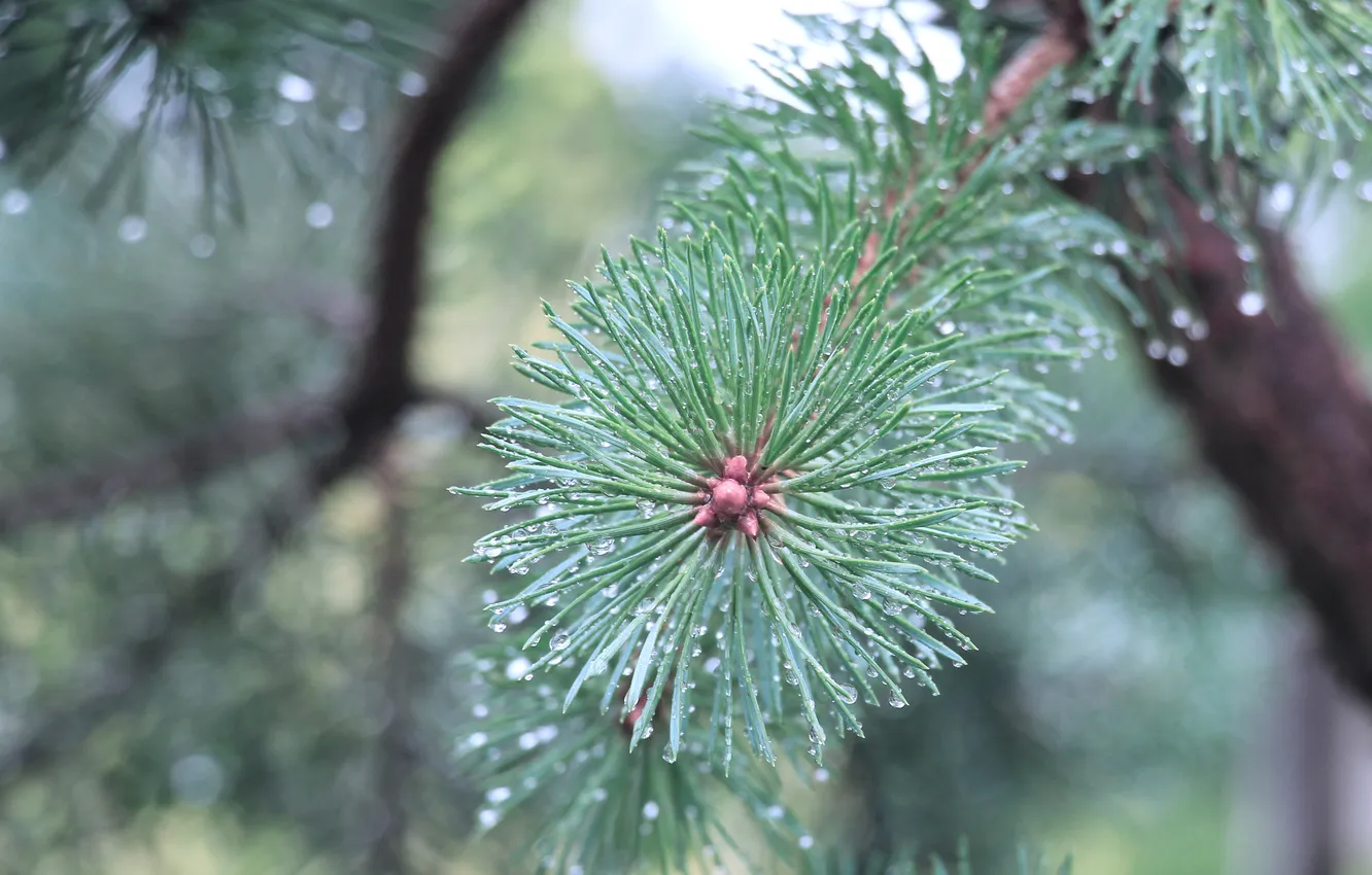 Фото обои pine, spruce, twig