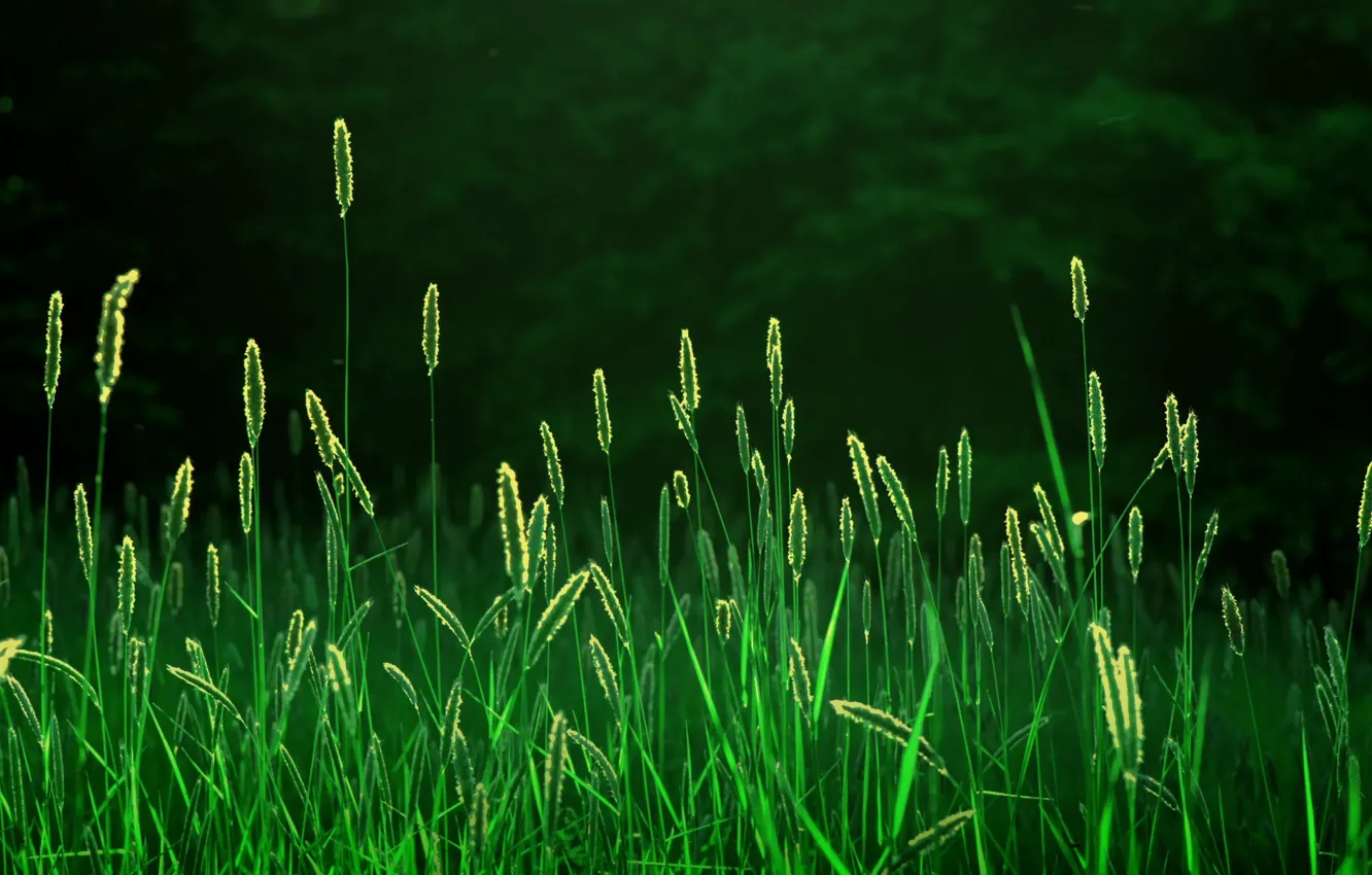 Фото обои поле, лес, трава, лучи, свет, свежесть, природа, утро
