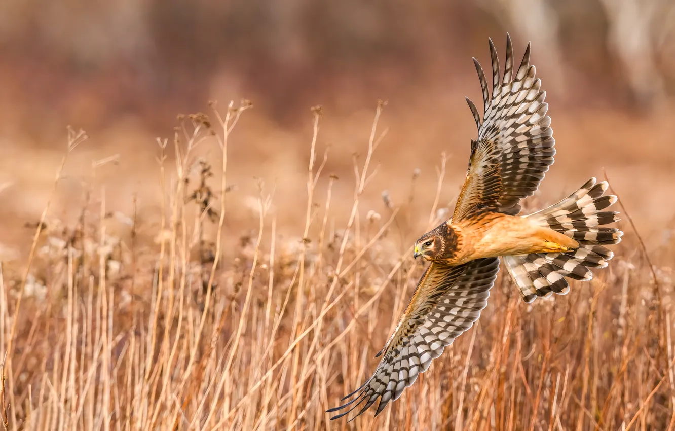 Фото обои поле, взгляд, полет, птица, стебель, хищная, боке, лунь