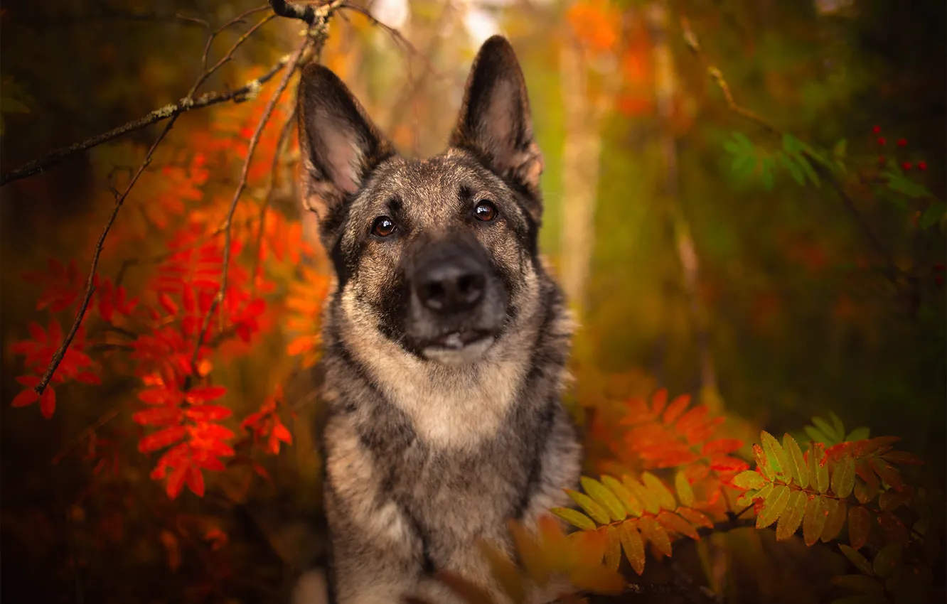 Фото обои осень, природа, друг, собака