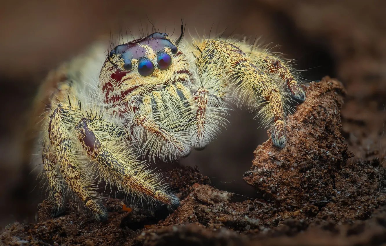 Фото обои глазки, Phidippus audax, паук-скакун, Tran The Ngoc, можхнатый