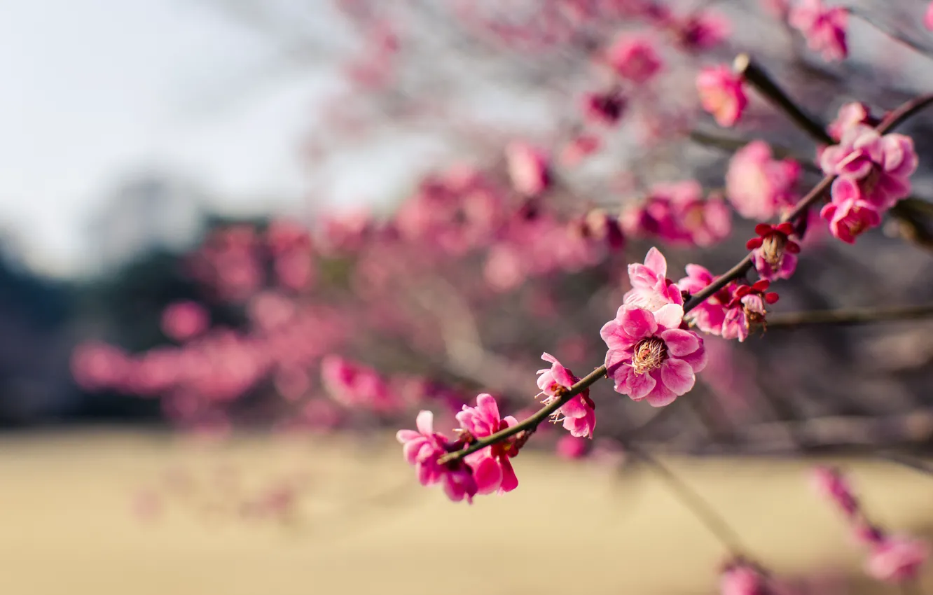 Фото обои макро, цветы, ветки, парк, дерево, лепестки, Япония, размытость