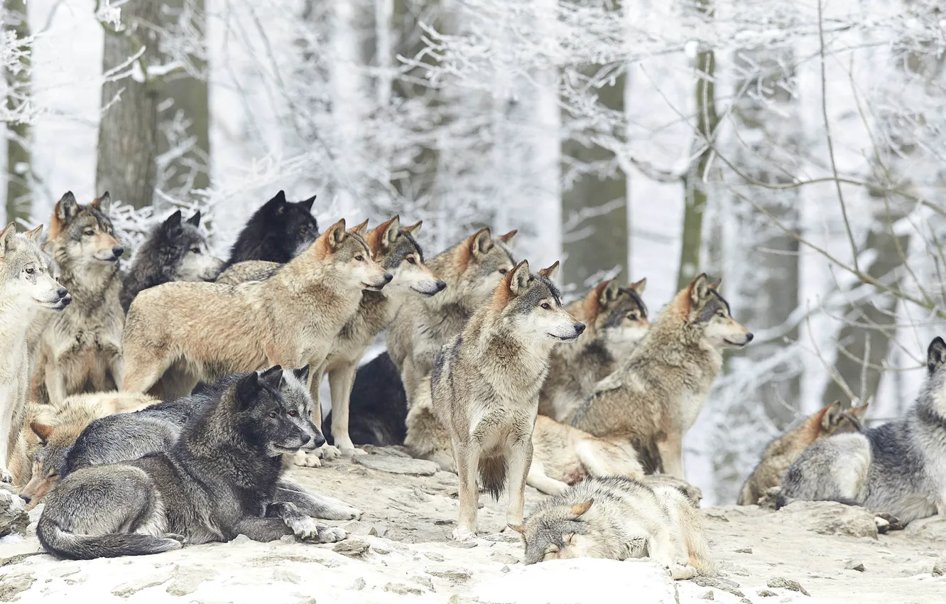 Фото обои зима, снег, волк