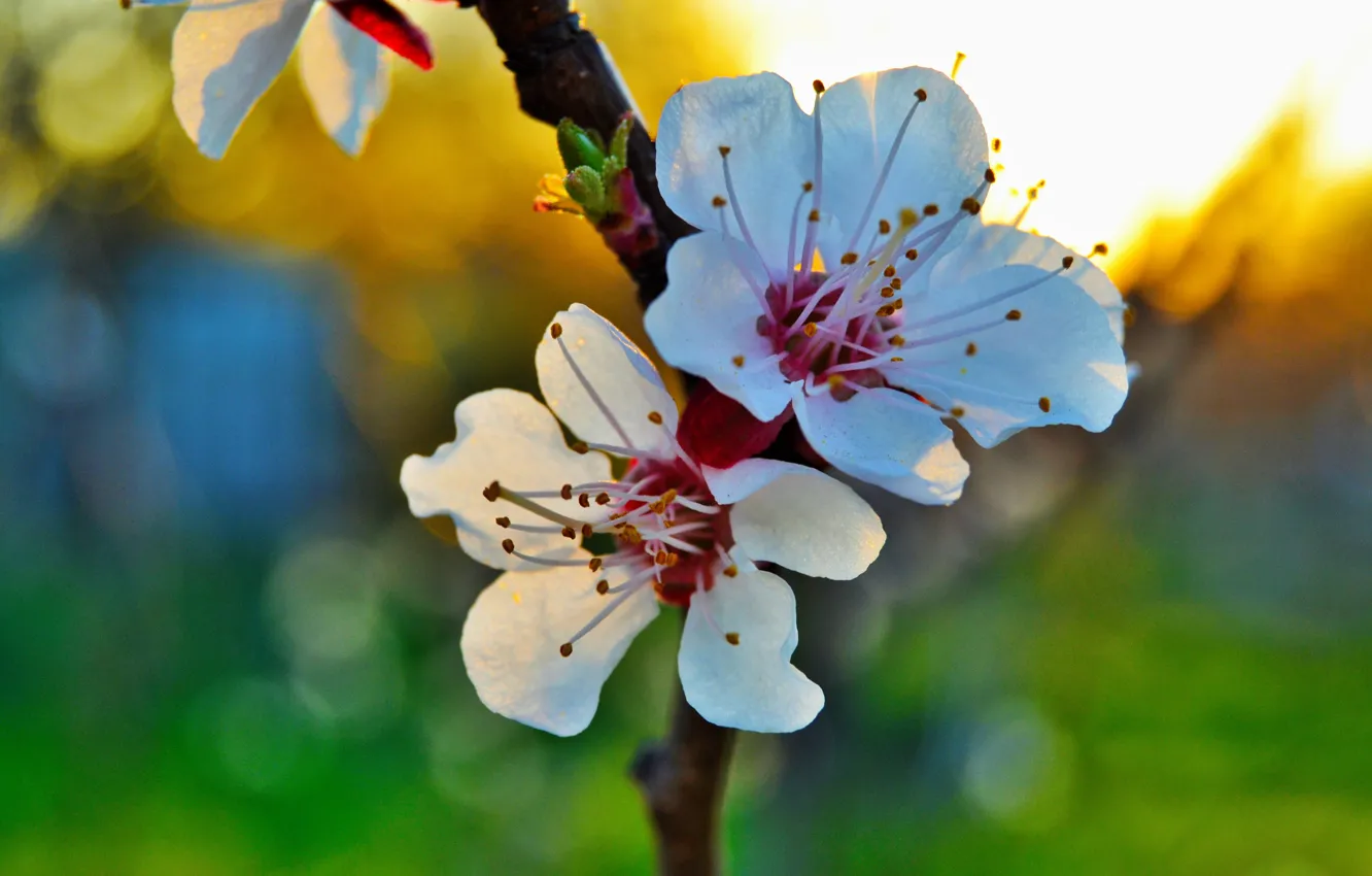 Фото обои макро, закат, весна, лепестки, абрикос, цветение