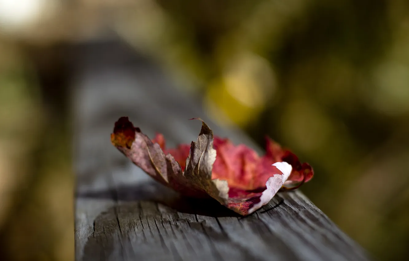 Фото обои осень, макро, лист, фон, сухой, доска, розмытость