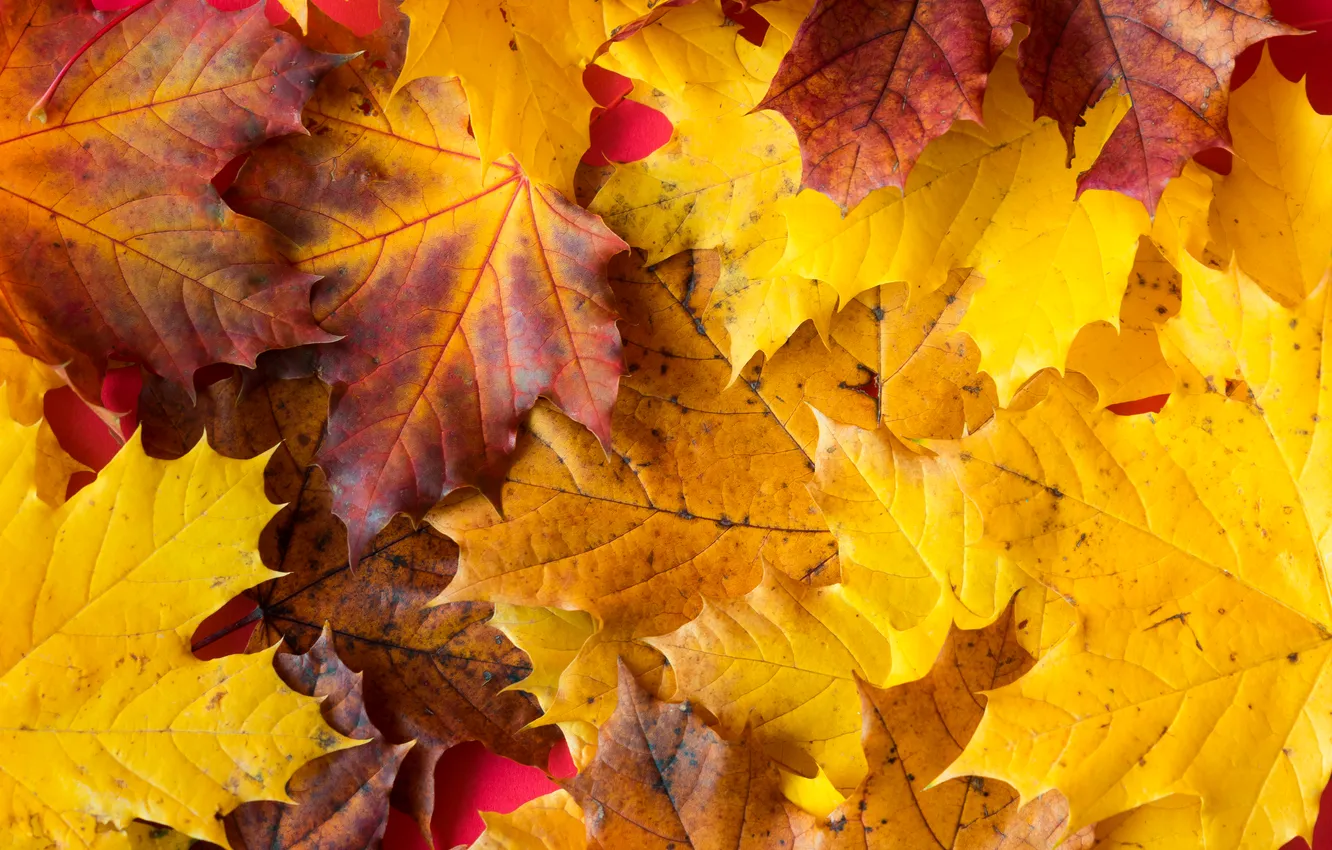 Фото обои autumn, pattern, leaves, floor