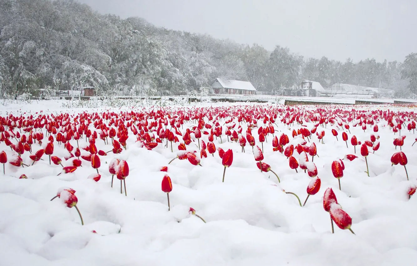 Фото обои снег, тюльпаны, апрель, молдова