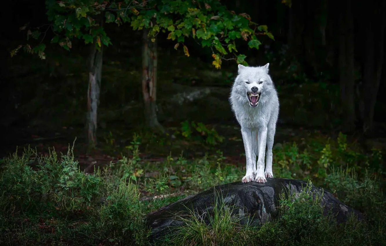 Фото обои nature, face, animal, wolf, wildlife, head, fur, mammal