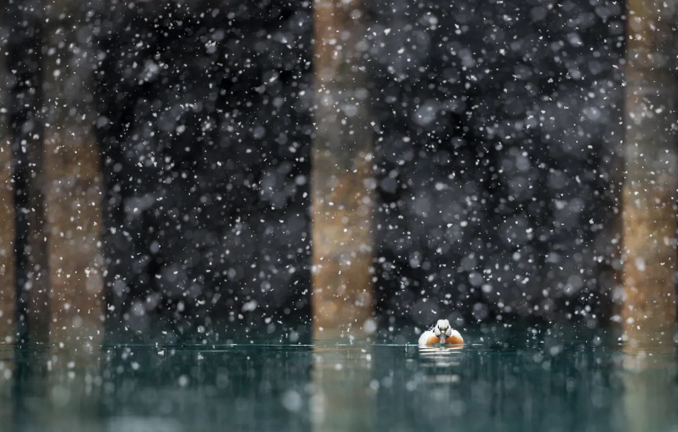Фото обои снег, природа, озеро, утка