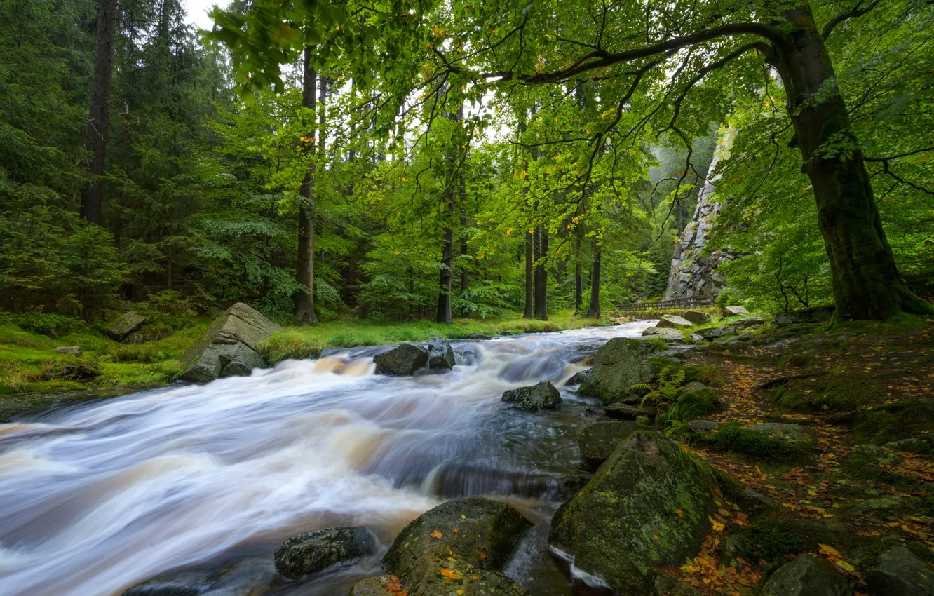 Фото обои лес, река, камни, Германия, Germany, Саксония, Saxony, Рудные Горы