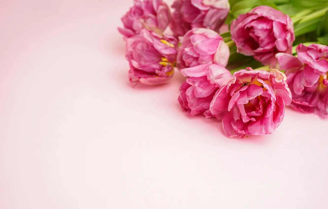 Фото обои цветы, букет, тюльпаны, розовые, pink, flowers, beautiful, tulips