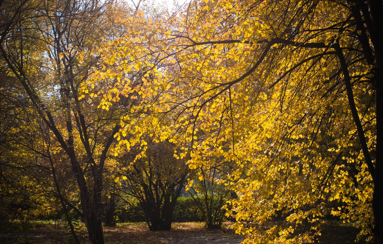 Фото обои осень, листья, солнце, желтый, природа, дерево