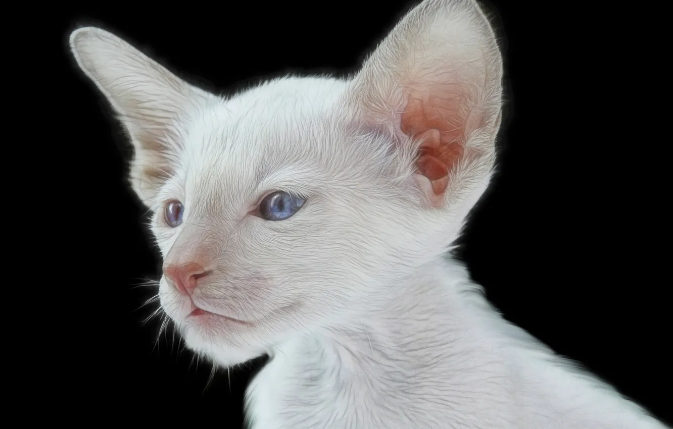 Фото обои мордочка, уши, котёнок, голубые глаза, чёрный фон, белый котёнок