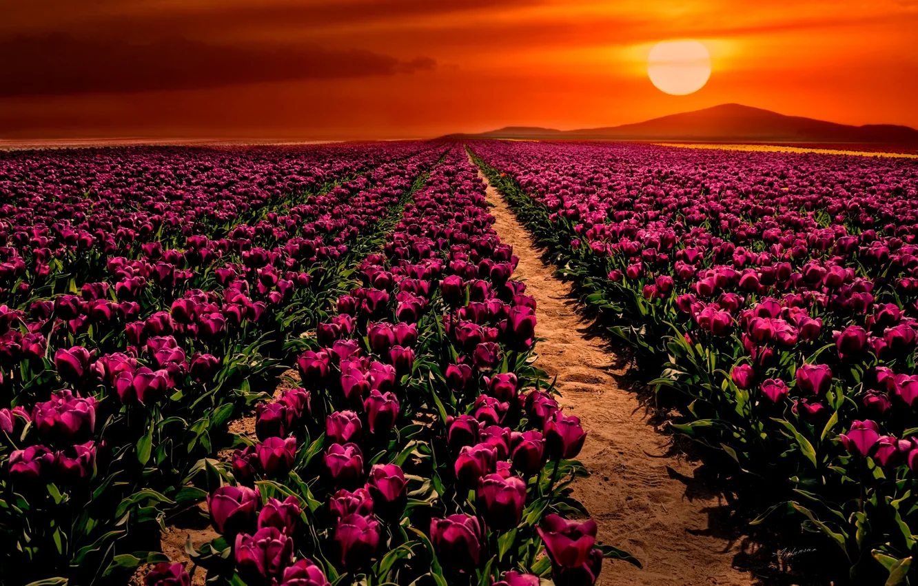 Фото обои поле, закат, цветы, тюльпаны, Турция, Turkey, Konya, Конья