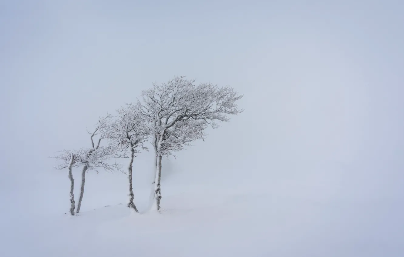 Фото обои снег, деревья, природа, туман