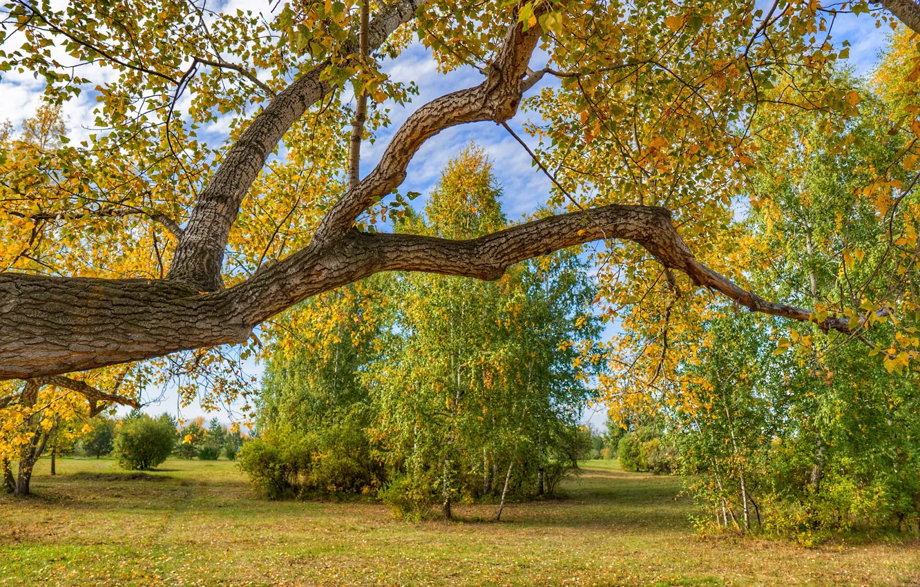 Фото обои осень, листья, деревья