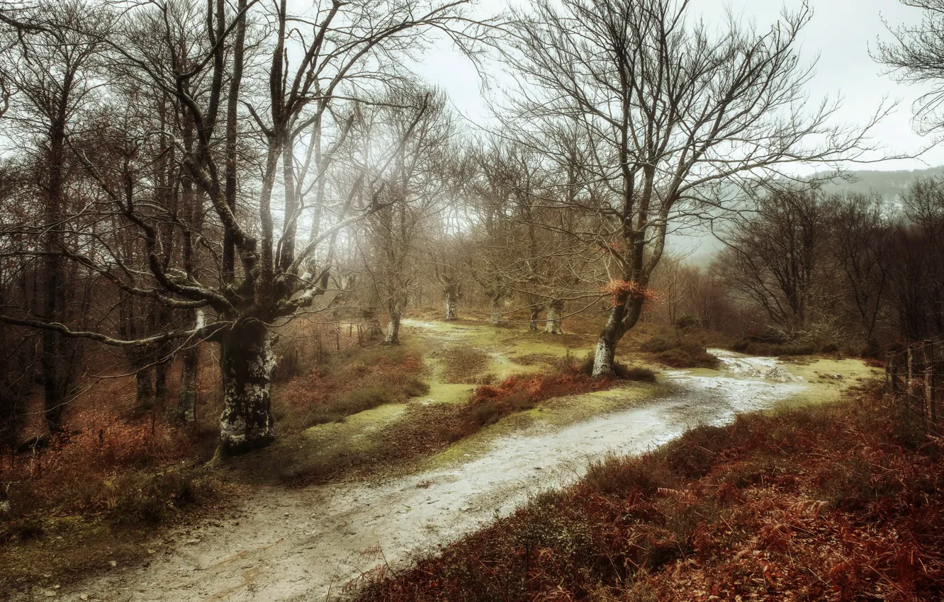 Фото обои дорога, осень, природа