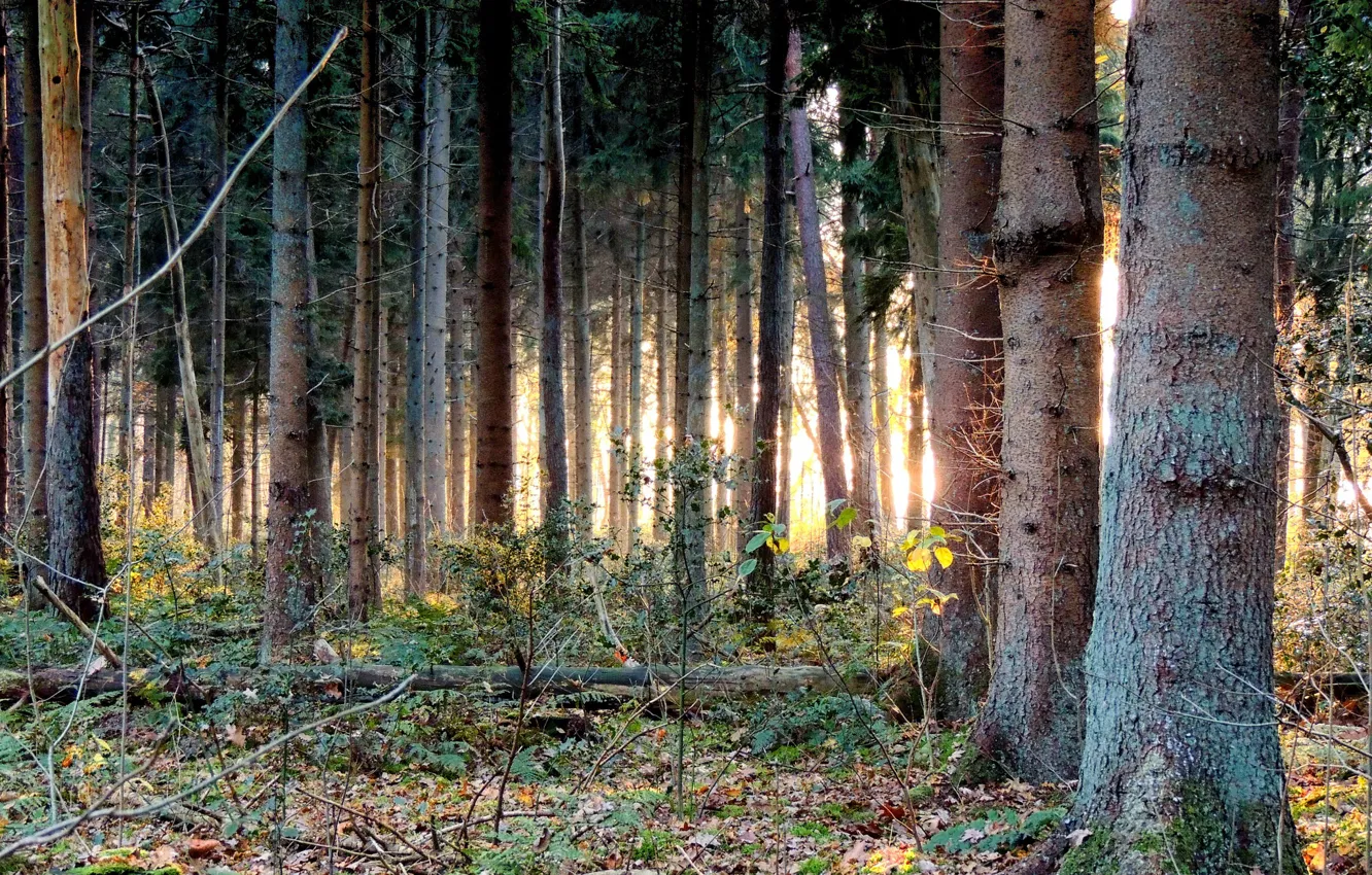 Фото обои лес, деревья, Нидерланды, Голландия, Drenthe