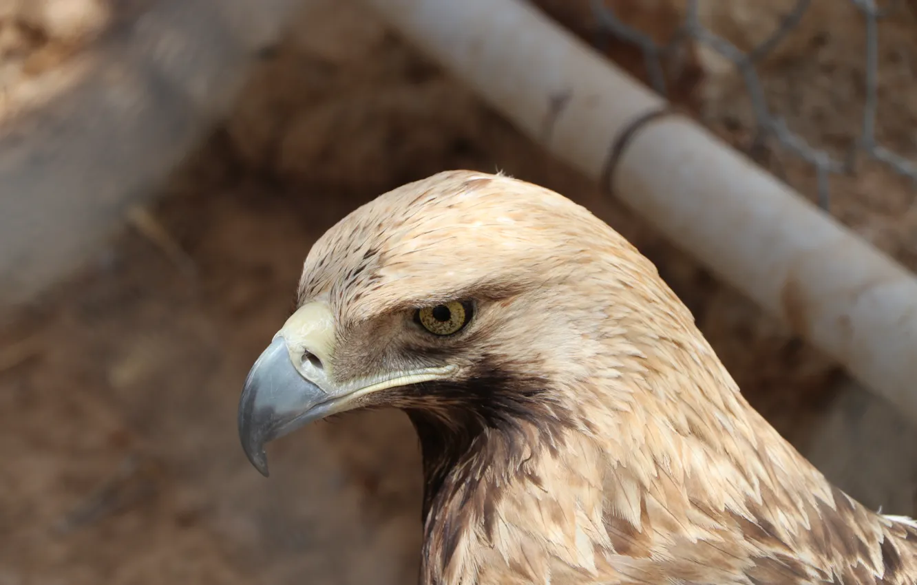 Фото обои Eagle, Bird, Animals, Zoo, Animal, Eagle Eye, bird of prey, Brown eagle