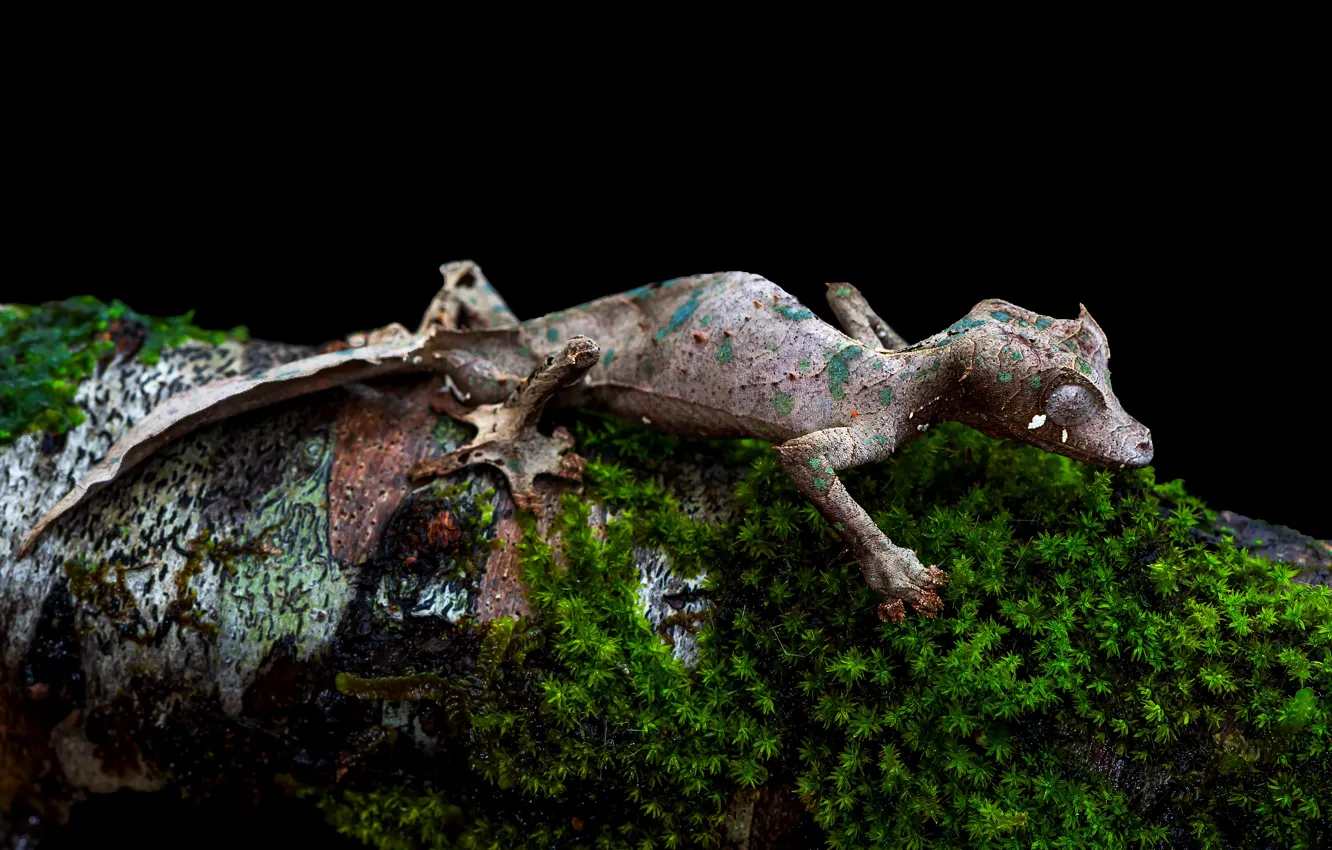 Фото обои мох, ящерица, бревно, черный фон, геккон