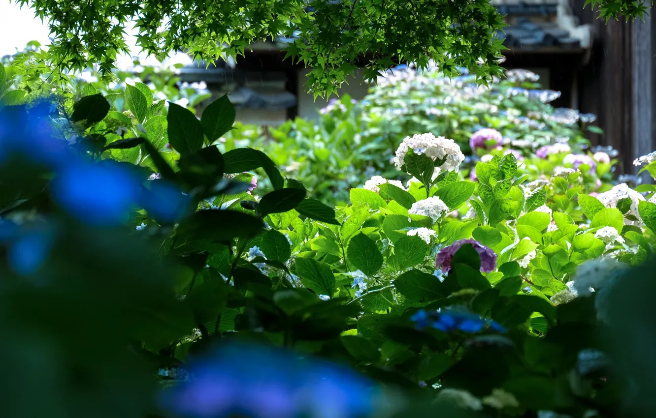 Фото обои зелень, листья, сад, Japan, гортензия